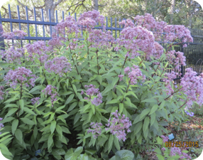 Spotted Joe Pye Weed