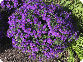 New England Aster