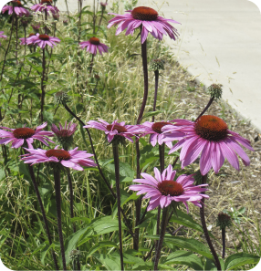 Purple Coneflower