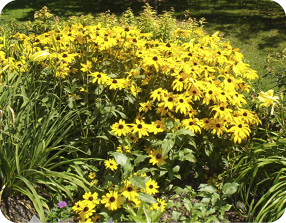 Black-eyed Susan