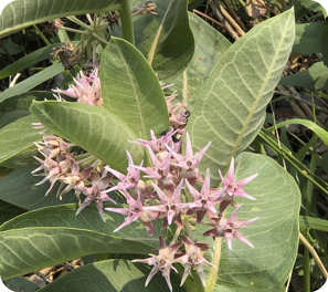 Showy Milkweed