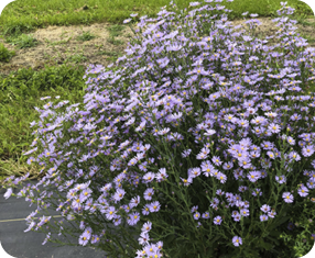 Smooth Blue Aster