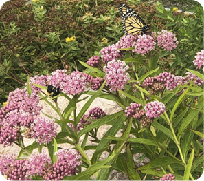 Swamp Milkweed