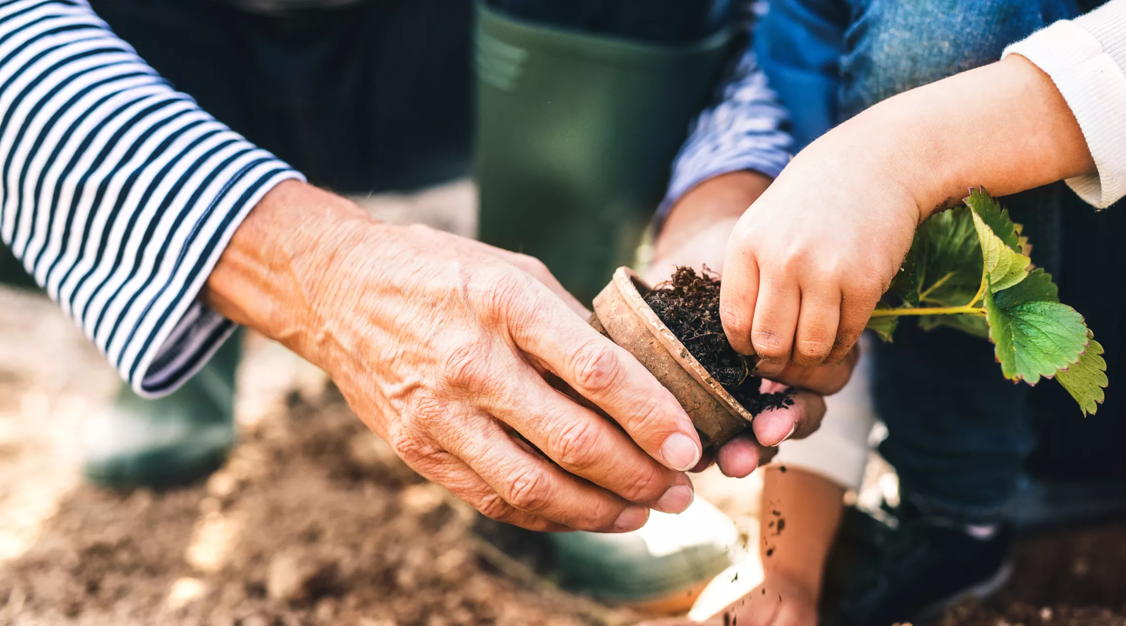 An adult holds a small pot while a child pulls a small strawberry plant from it. Both the adul and cild are bent down in the dirt. Only their hands and lower bodies are visible.