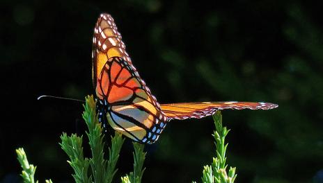 Monarch butterfly perched on a plant