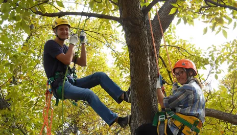 two men in tree with hard hats and cable lines