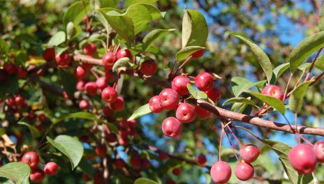 Ripe crabapples on tree branches 