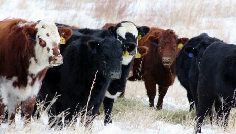 cows in snowy pasture
