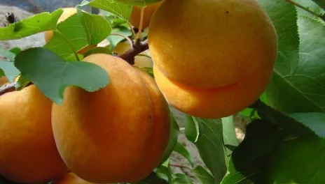 Ripe apricots on a tree branch