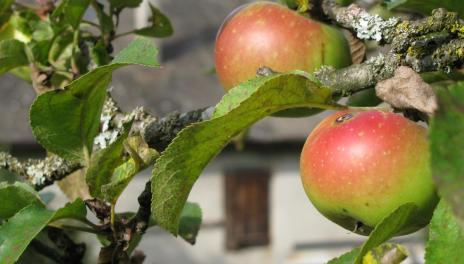 Apples on apple tree in a close up with farmhouse behind