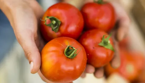 hand holding 4 red tomatoes