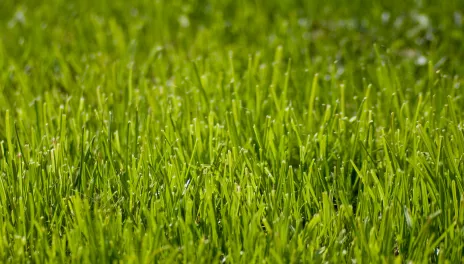 Close up of blades of grass on lawn