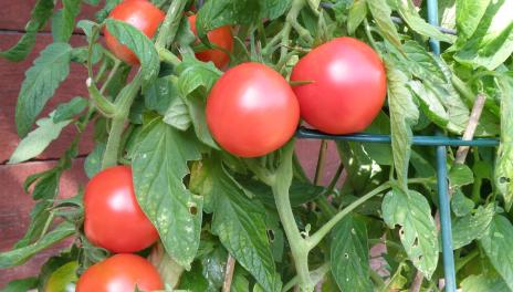 Ripe tomatoes on the vine in a tomato cage 