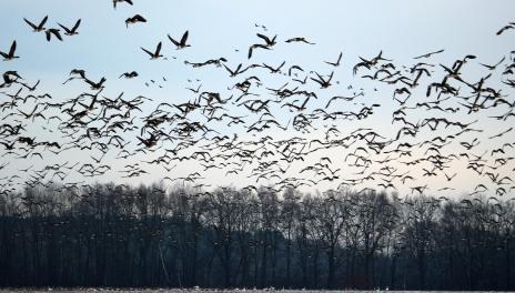 Wild geese fly above and land on a snow covered field.