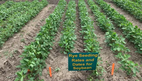 Several small plots of young soybean plants exhibit few weeds. 
