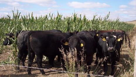 Black steers standing in tall corn field.