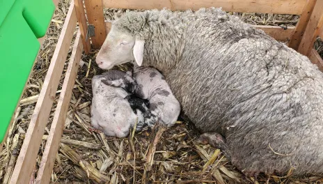 A eve with two lambs