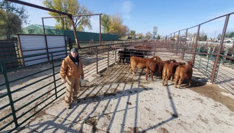 Karl Hoppe, in insulated coveralls, stands in a pen with four steers. Several pens are behind him, with the city of Turtle Lake surrounding them.