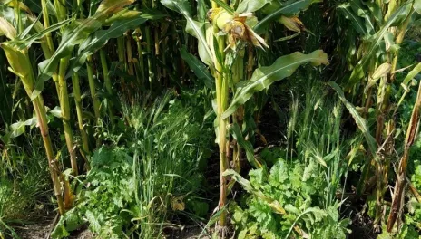 Cover crop plants grow in alternate rows to corn plants in the same field. Tall corn plants are surrounded by shorter cover crops.
