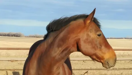 An adult horse and a foal in a pen.