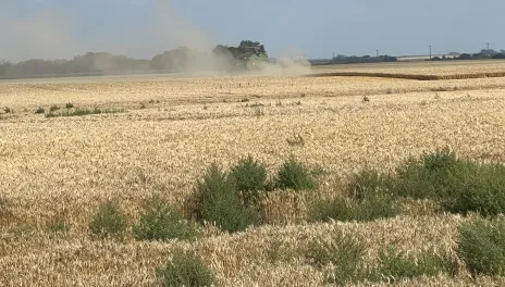 A combine in the distance harvests a field of hard red spring wheat. A patch and individual kochia plants in the foreground survived herbicide application.
