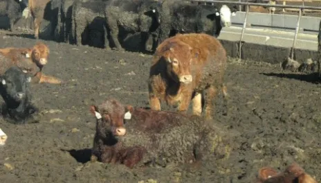 Cattle in a muddy feedlot pen with mud tags clinging to their hides.