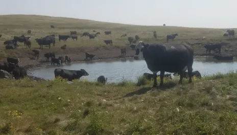 Livestock Extension Pic 1