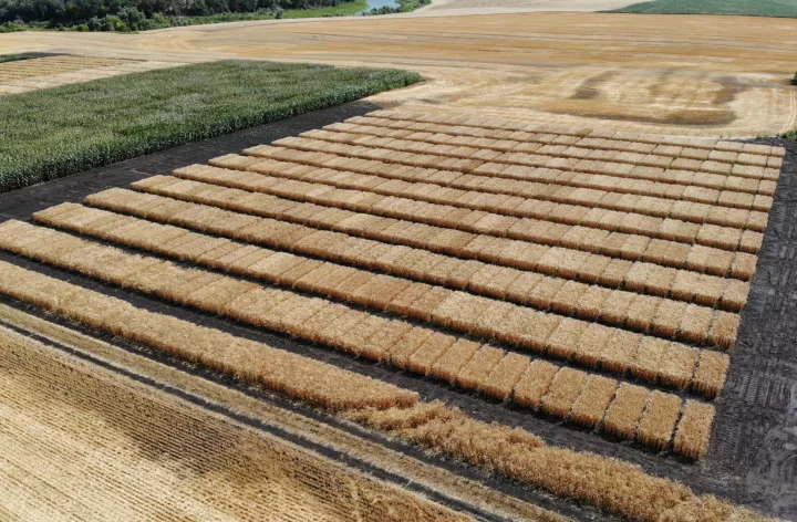 A field with rectangles of golden wheat planted in rows with a plowed field on one side and a field of green corn on the other.