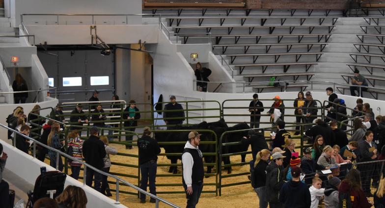 cattle judging in arena