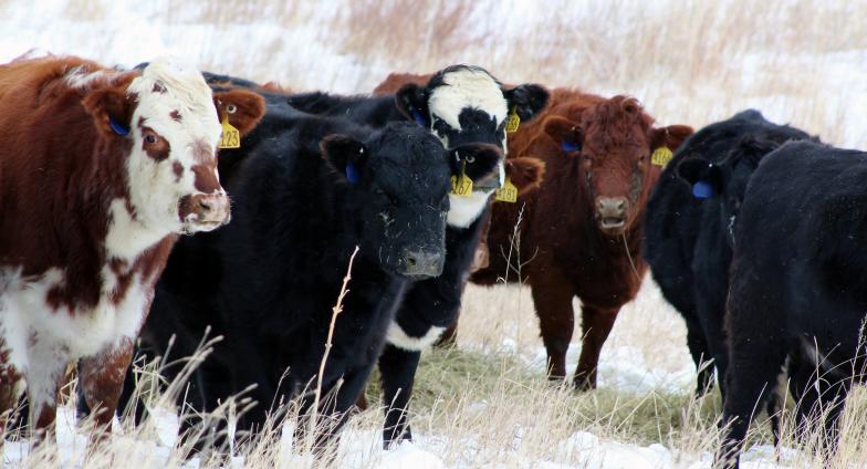 cows in snowy pasture