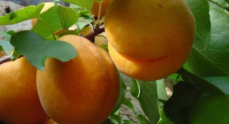 Ripe apricots on a tree branch