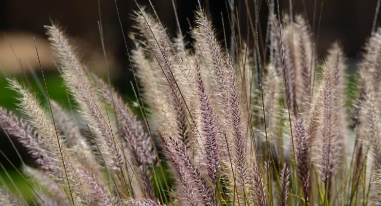 Close up of ornamental grass tassels 