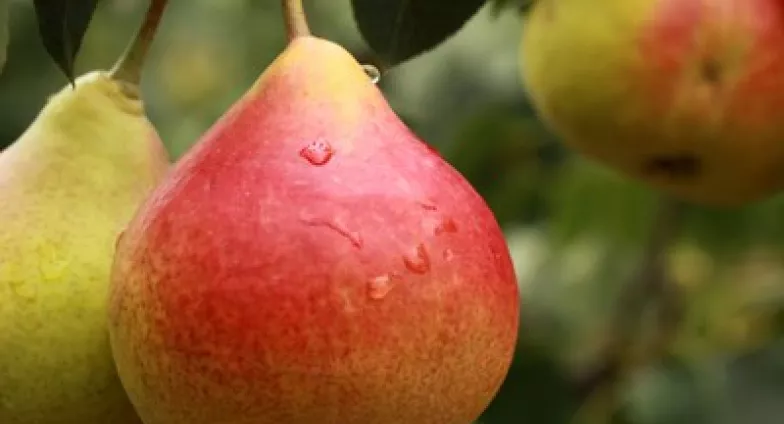 Close up of ripening pear fruits on a tree branch