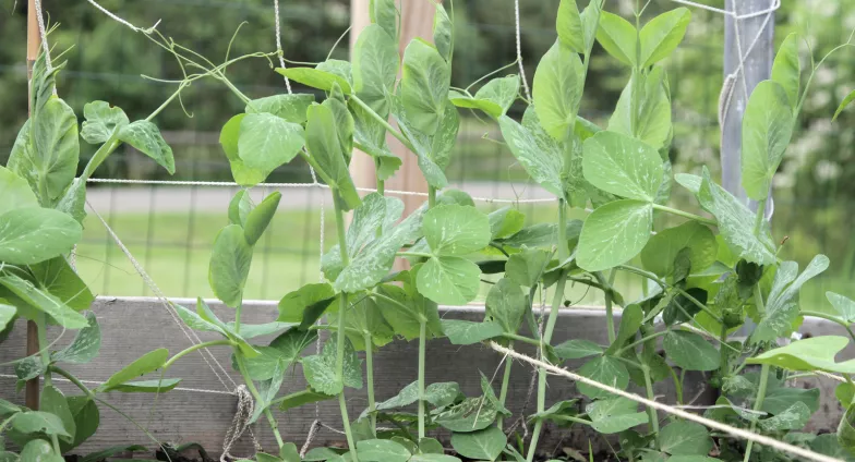 Pea plants climbing up a trellis