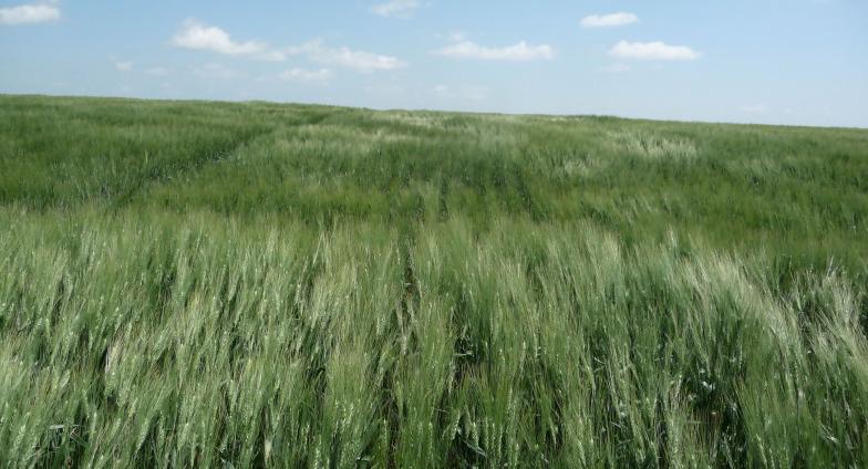 green wheat flowing in a field