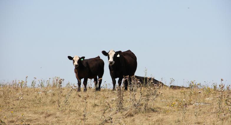 black and white cows standing in pasture