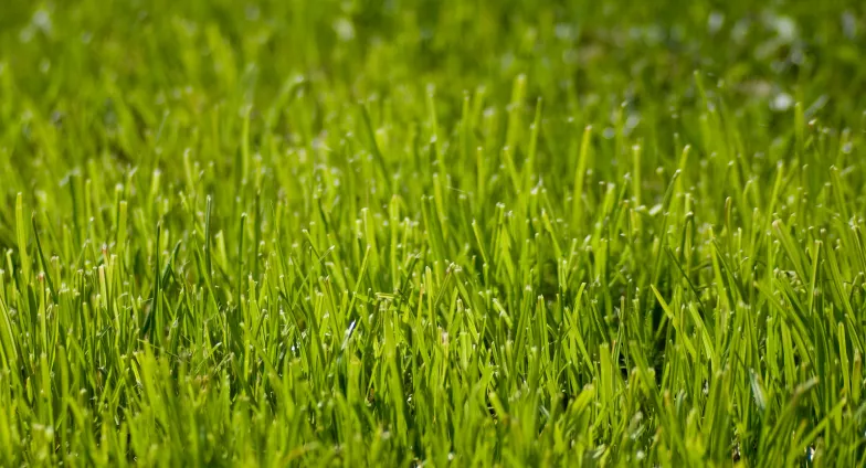 Close up of blades of grass on lawn