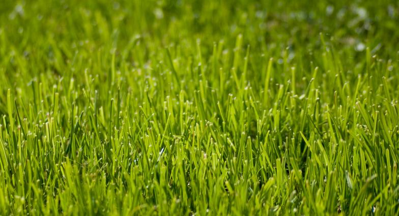 Close up of blades of grass on lawn