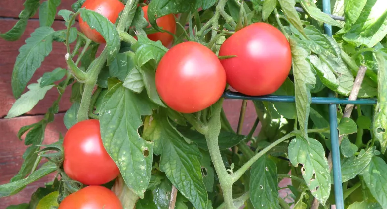 Ripe tomatoes on the vine in a tomato cage 