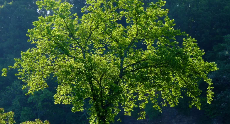 American elm tree