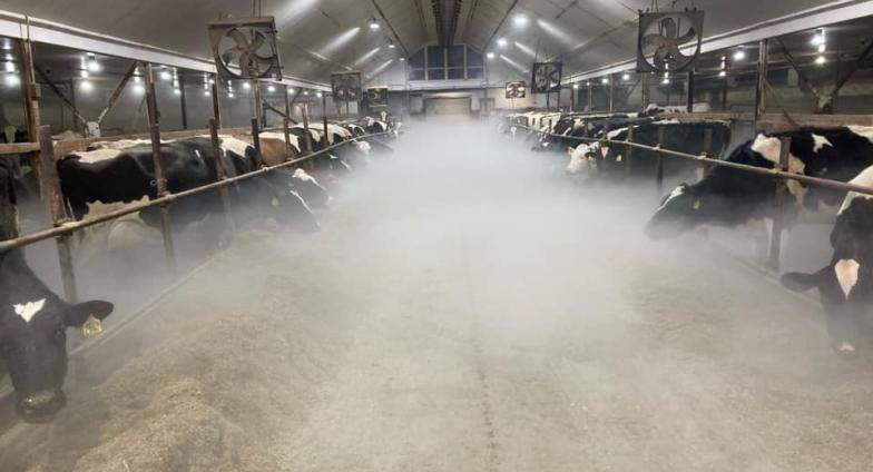 cows in a dairy barn