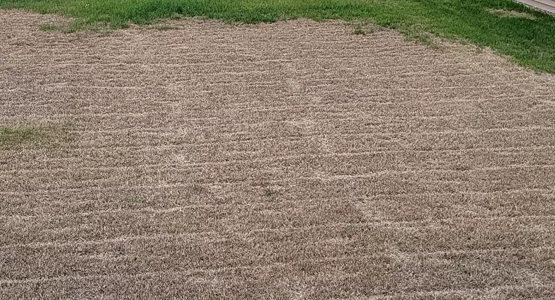 lawn with green and dead portions