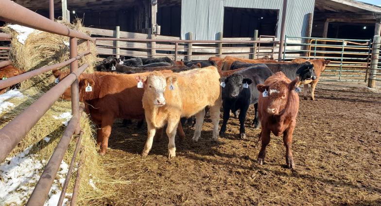 cattle feeding at a hay troft