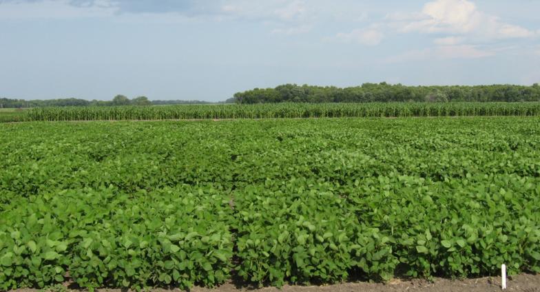 Picture of a LREC variety trial.