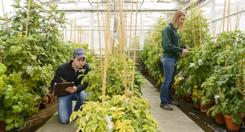 Students working in greenhouse