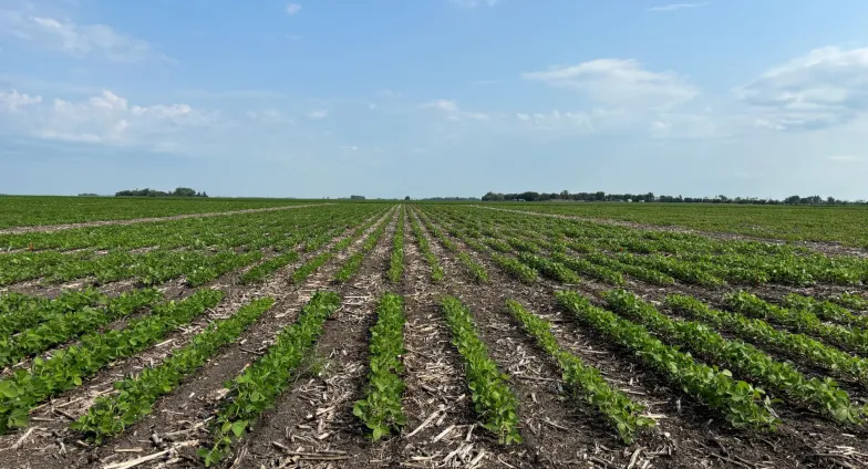 Soybean field