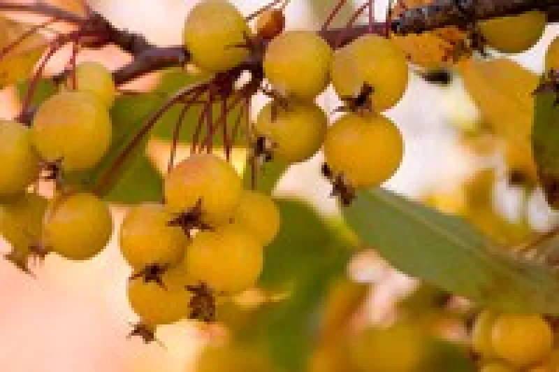 Harvest Gold Crabapple Tree