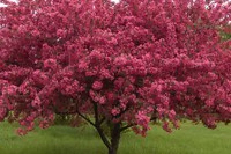 PrairiFire Crabapple Tree