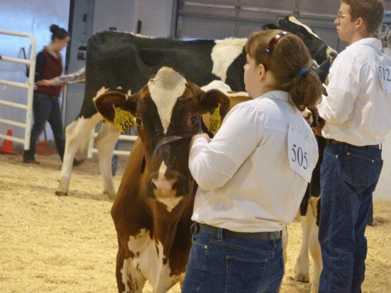 Woman with a brown and white dairy cow