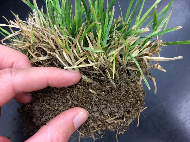 chunk of lawn showing grass blades, thatch and soil